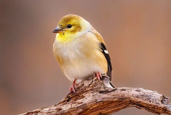 How to Tell Apart Yellow Warbler, Pine Warbler, American Goldfinch 7 Yellow Warbler, Pine Warbler, American Goldfinch